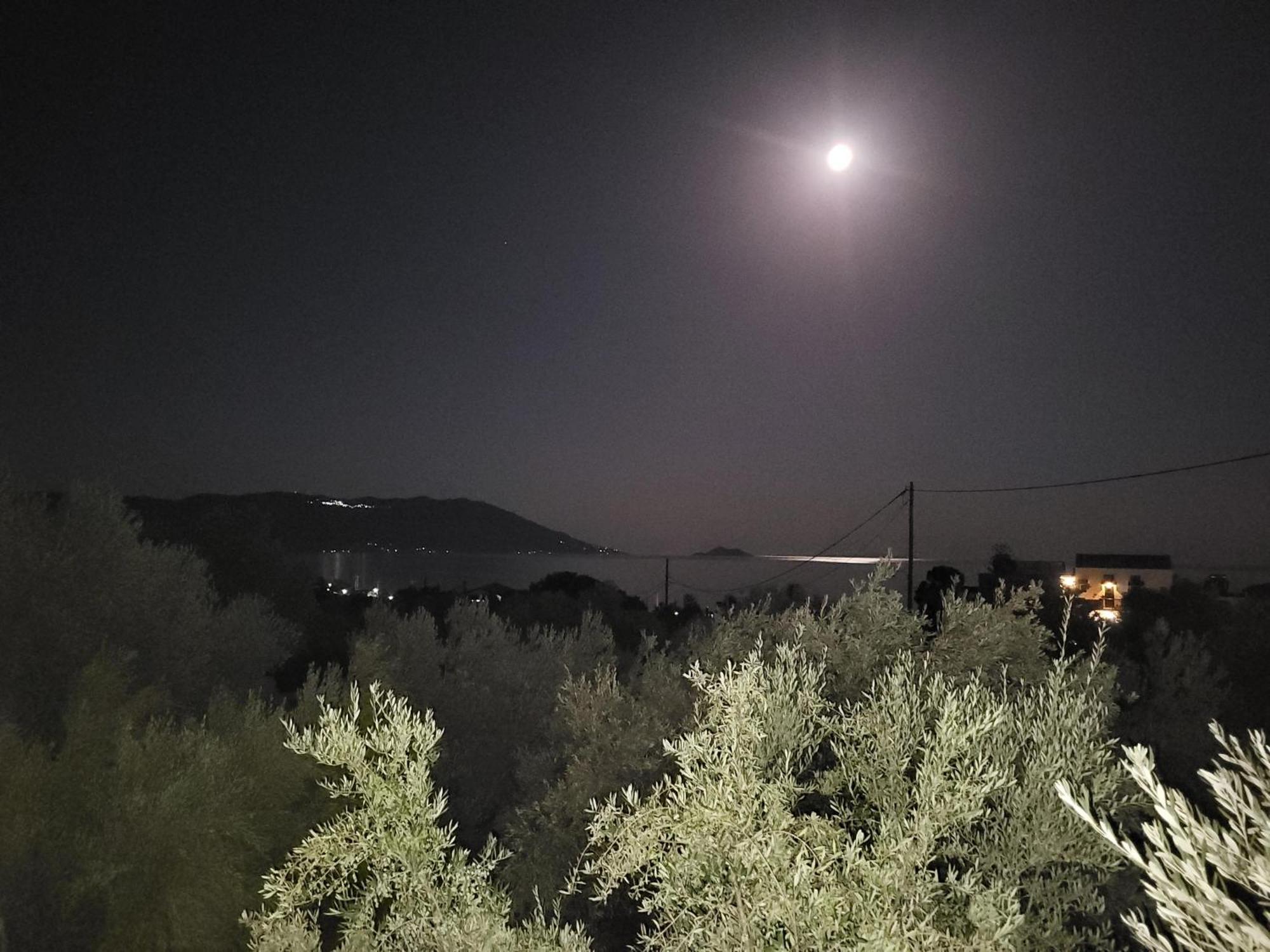 Olive τree ηouses *